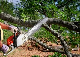 Best Tree Disease Treatment  in Rothschild, WI